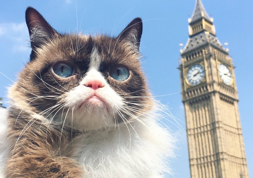  Най-известната котка в света обиколи Лондон 