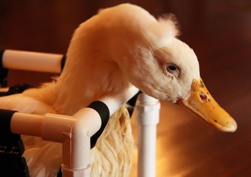 Тази патица не може ходи, но живее пълноценно, благодарение на стопаните си (ВИДЕО)