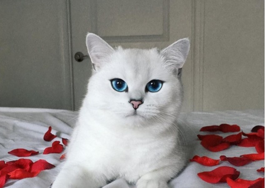 Запознайте се с Коби – котката с най-красивите очи (СНИМКИ)