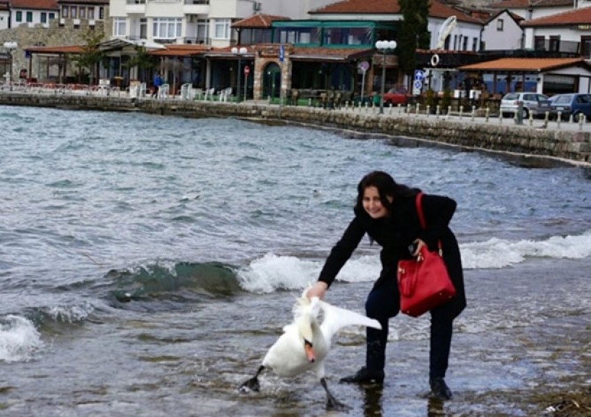 Македонската полиция издирва българката, убила лебед в Охрид