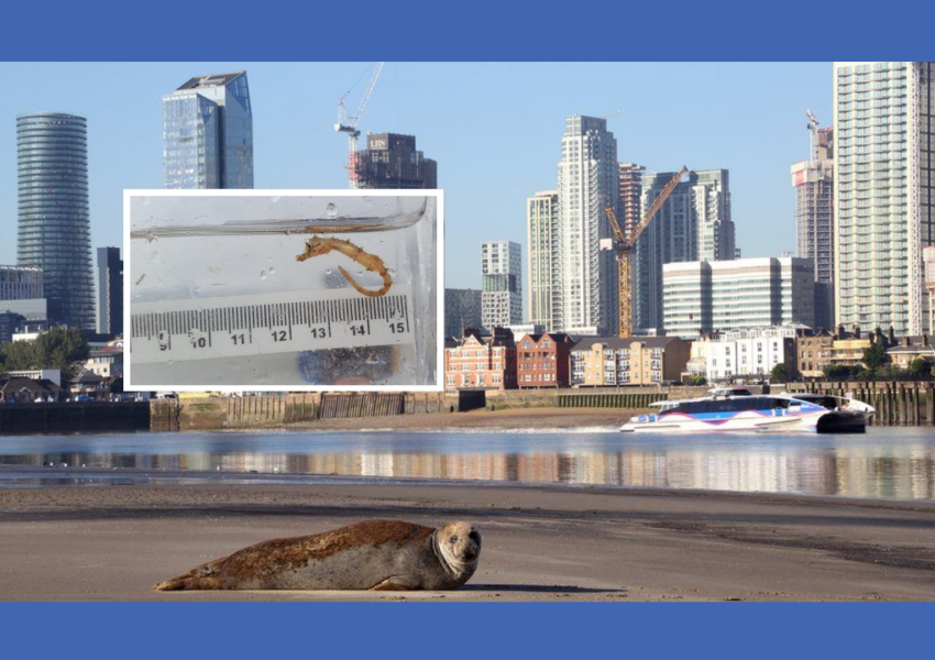 Лондон: В река Темза живеят акули, морски кончета, змиорки и тюлени, установи проучване.