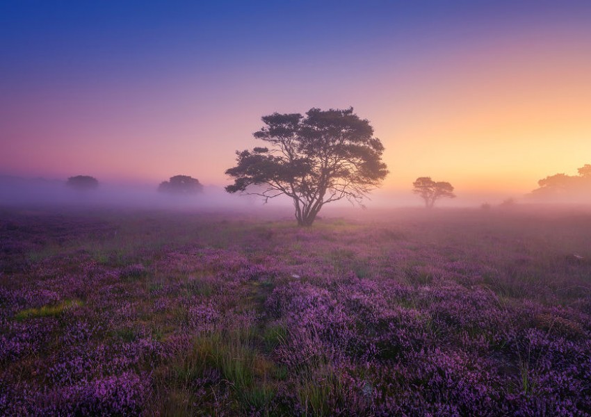 Красотата на Нидерландия в 10 снимки (ГАЛЕРИЯ)