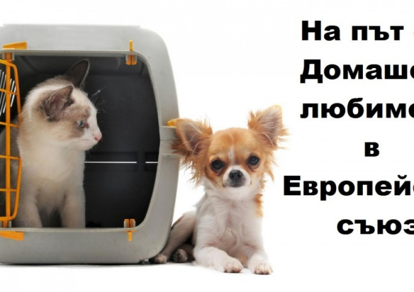 На път с Домашен любимец