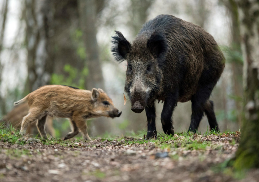 Месо от дива свиня зарази 10 човека с трихинелоза. 