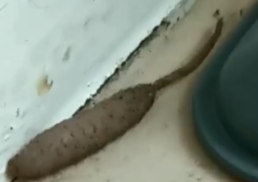 Какво е това…нещо? (ВИДЕО)