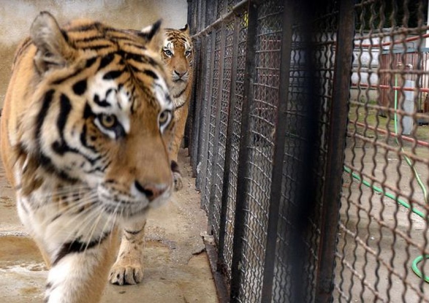 Пирани и тигри ще охраняват специализираните затвори в Индонезия
