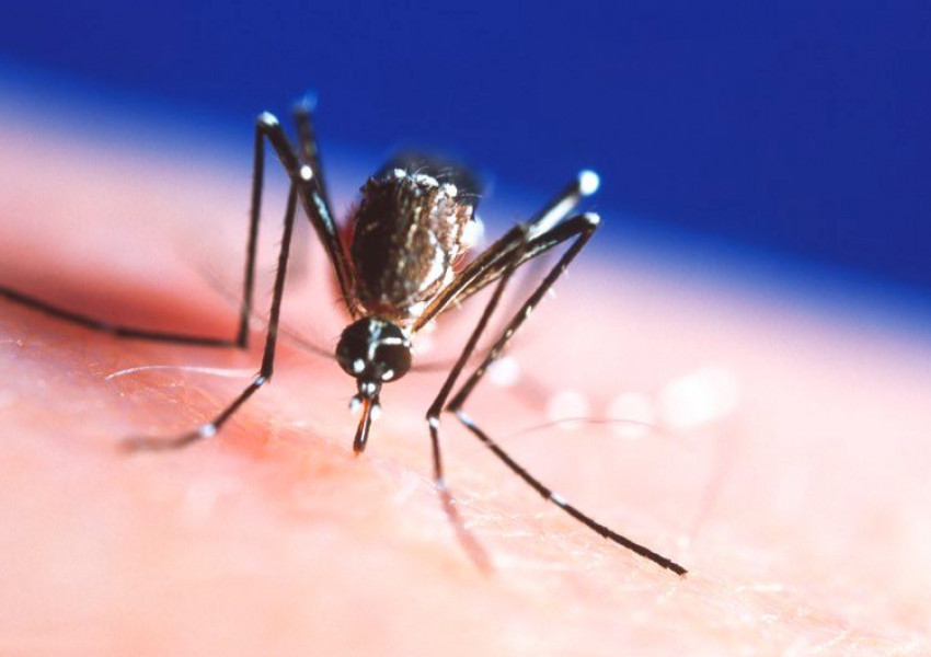 Учените успяха да направят човешката кръв отровна за комари, препарата позволяващ това е извлечен от специален вид гъби и въшки..