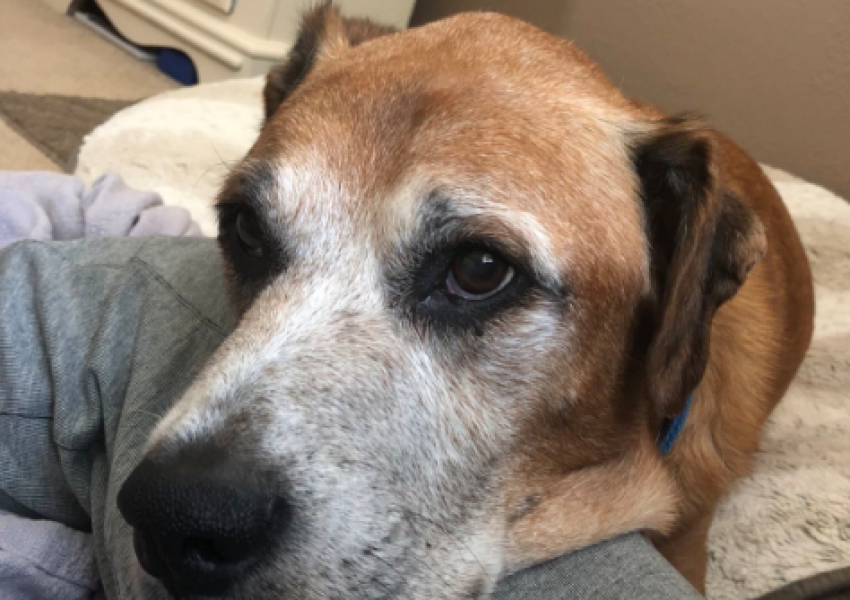 Това куче ще получава безплатни бургери от "Burger King" до края на живота си!