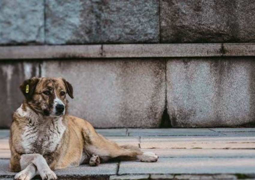 Британски фотограф издирва пловдивско куче, за да го осинови