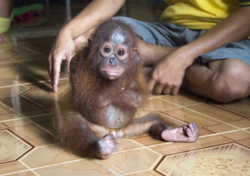 Орангутанче-сираче се прегръща само (ВИДЕО)