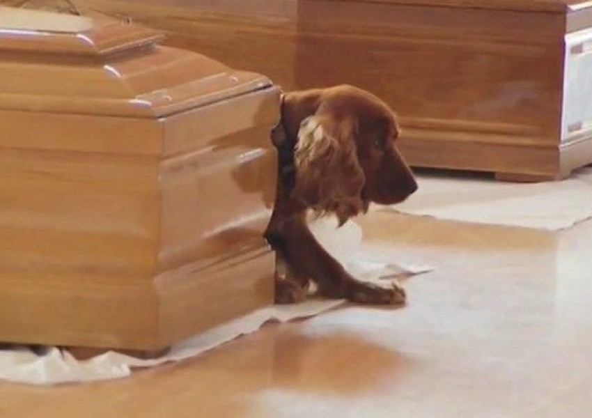 Куче не се отдели от ковчега на починалия си собственик (СНИМКИ)