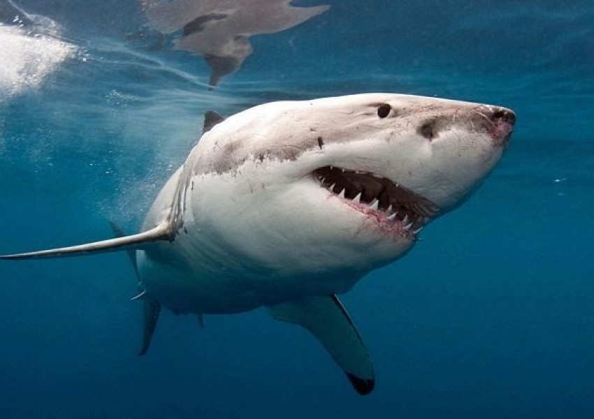 Водолаз се бъзика с бяла акула