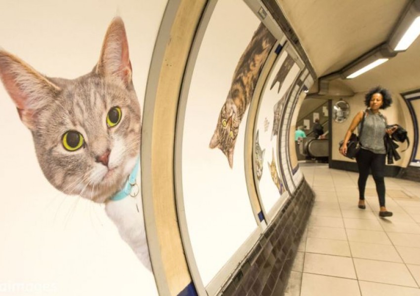 Смениха рекламите в станция на метрото със снимки на котки