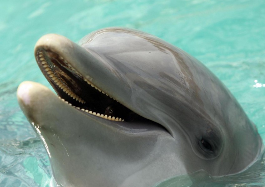 Учени открили, че "делфините могат да говорят, също като хората"