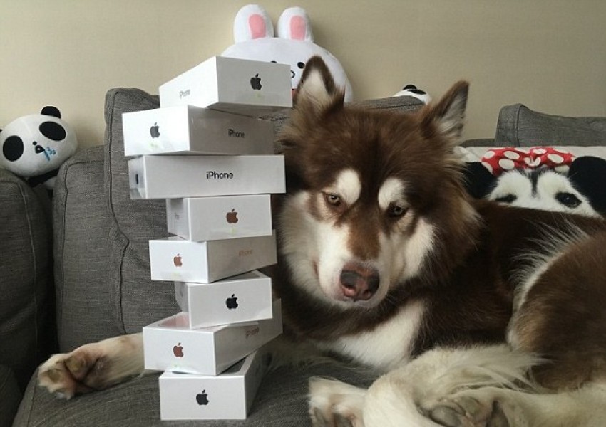 Синът на най-богатия човек в Китай купи осем iPhone 7 за кучето си  