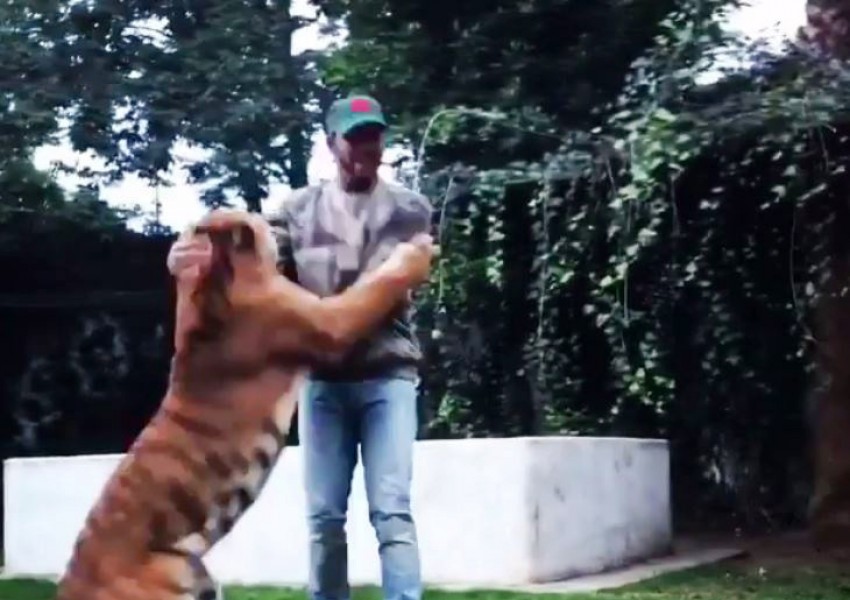 Тигър нападна Люис Хамилтън 