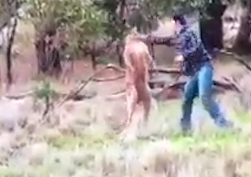 Мъж наби кенгуру (ВИДЕО)