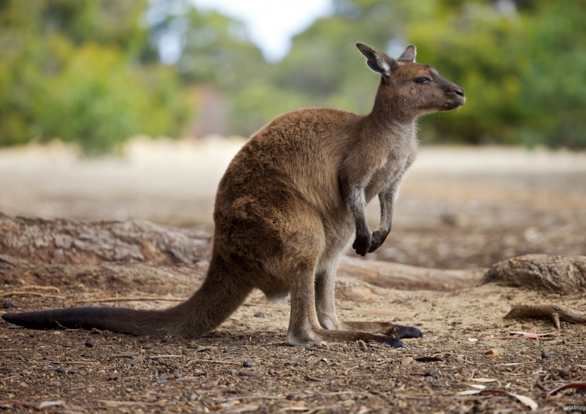 Австралиец планирал атетнат с кенгуру-камикадзе