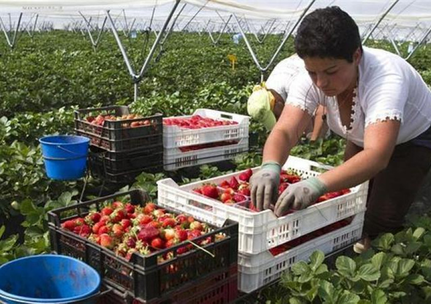 Търсят се берачи на ягоди в Испания. Дават по 40,15 € на ден  