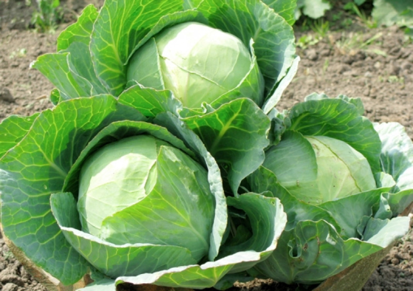 Консумацията на зелените зеленчуци ни прави по-умни