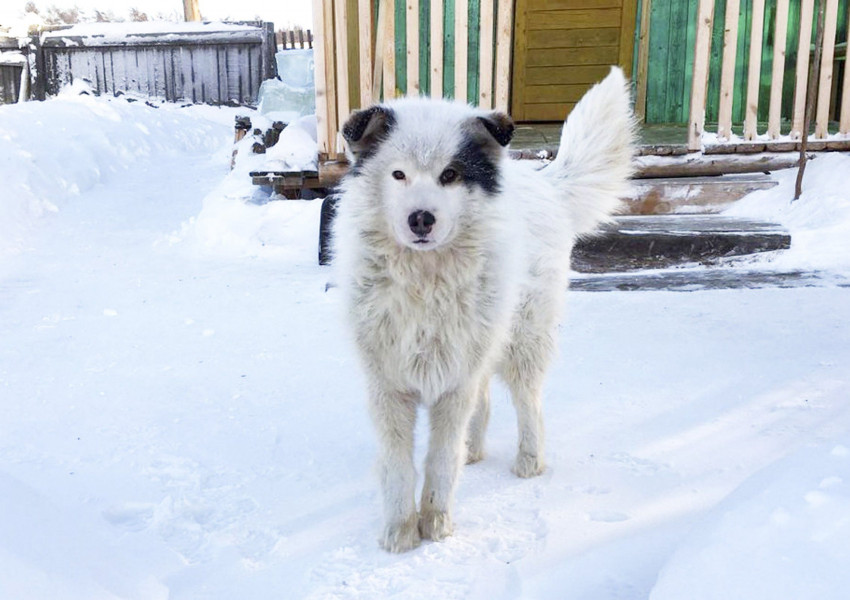 Куче спасява от студа двегодишно, изоставено от майка му