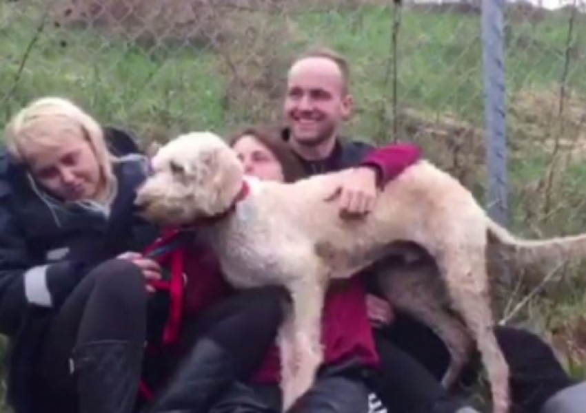 Лабрадорче бе изпратено в погрешния полет от нискобюджетна компания