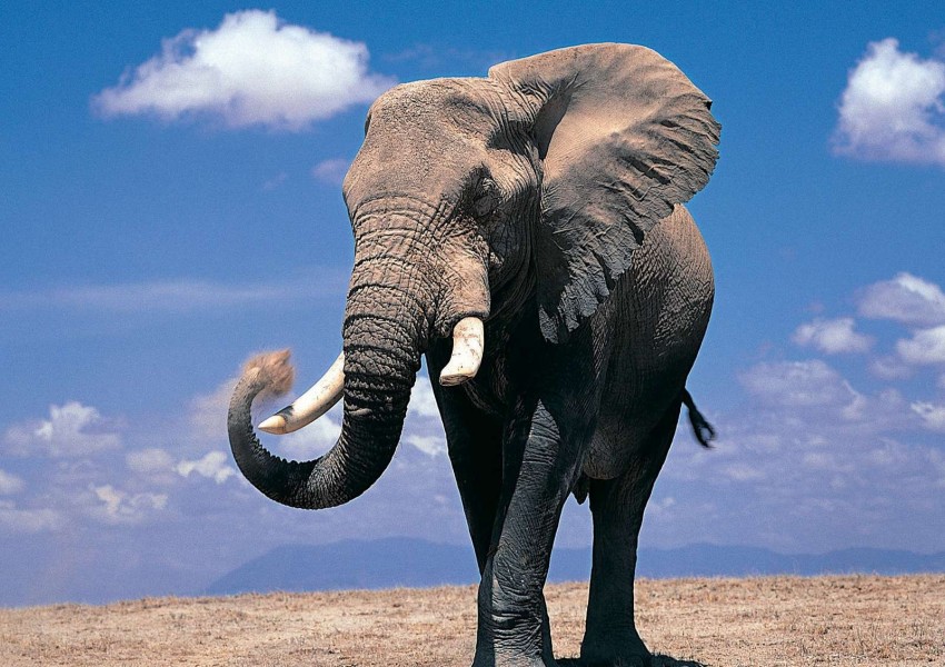 Резултат с изображение за слон
