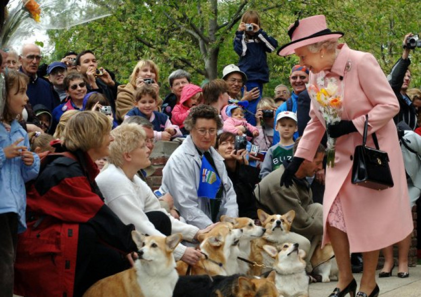 Кралицата осинови ново куче