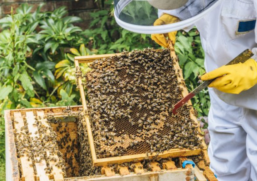 Лятото се оказа лошо за британските пчели