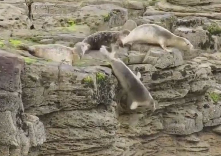 Колония от стресирани тюлени скача от високо заради британски туристи