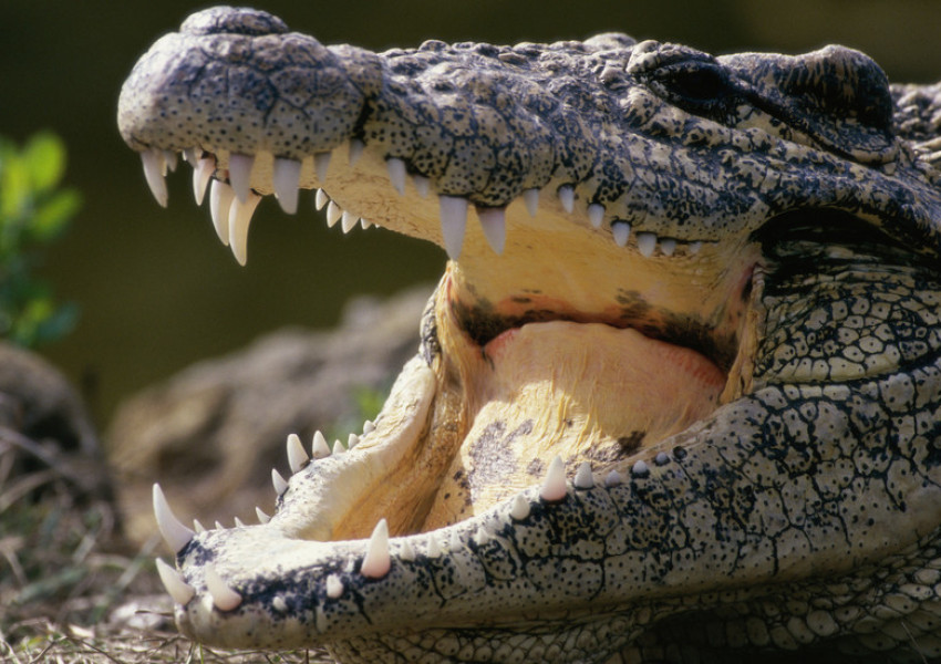 Крокодил уби британски журналист  (СНИМКА)