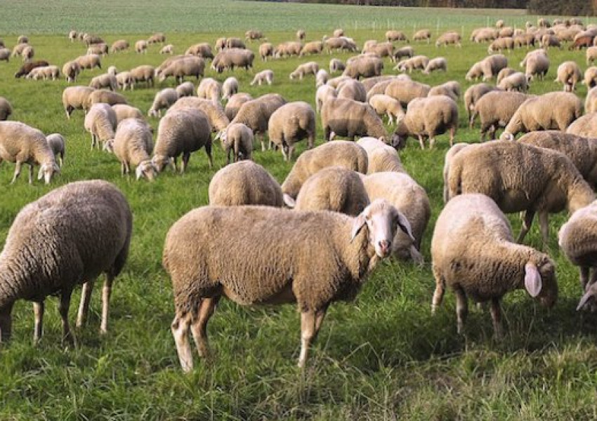 Реклама на български овчар в Гърция взриви "Фейсбук" (ВИДЕО)