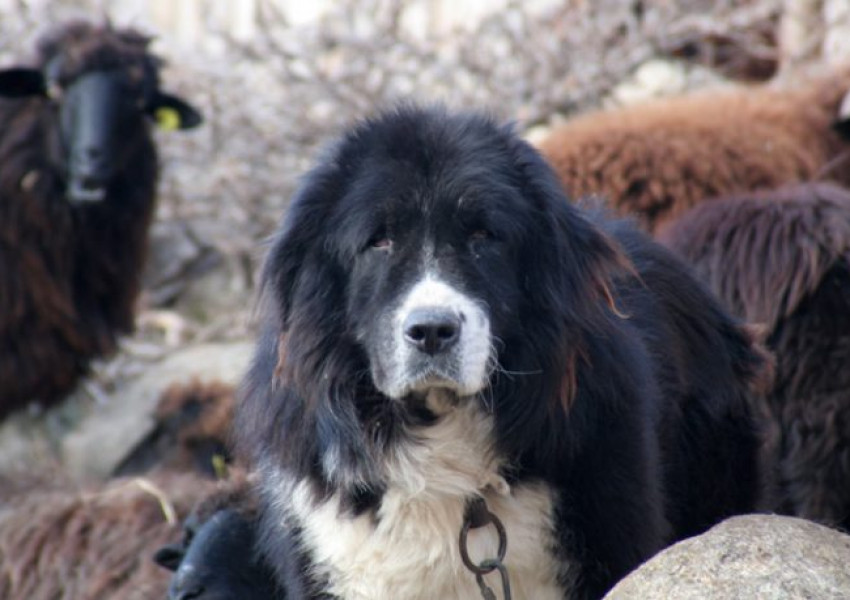 В САЩ луднаха по българското каракачанско куче