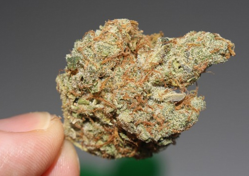 Гърция легализира медицинската марихуана