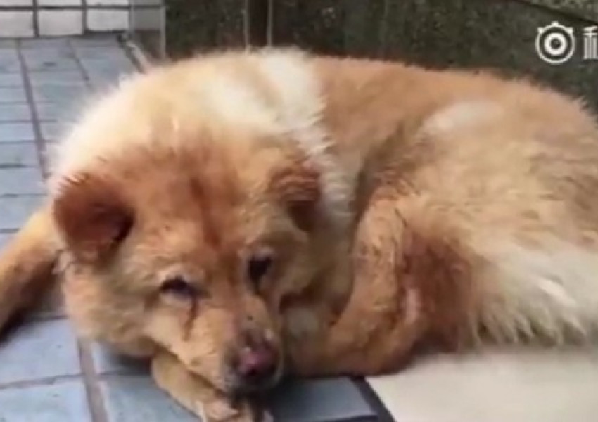 Преданост: Куче чака стопанина си всеки ден на гарата  