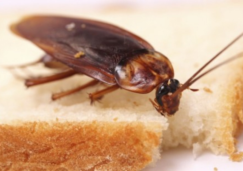 Хлебарка влезе в ухото на човек