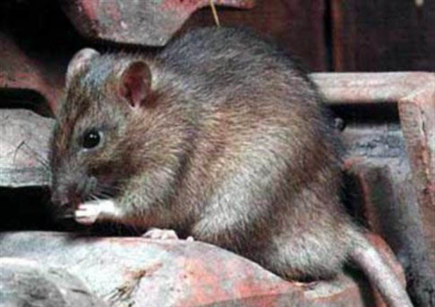 Плъхове големи колкото котки  нападнаха шведски град