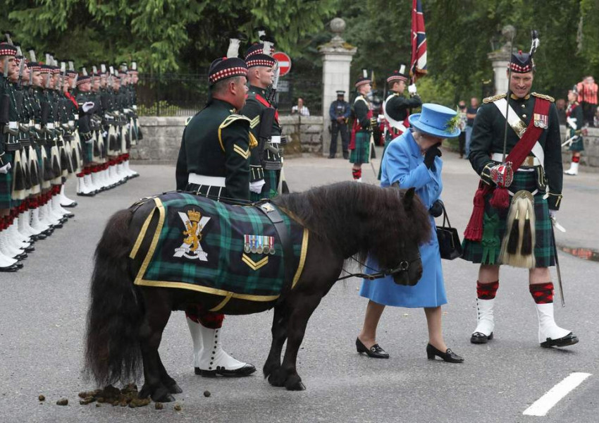 Невъзпитано пони реши да се облекчи точно пред Нейно Величество