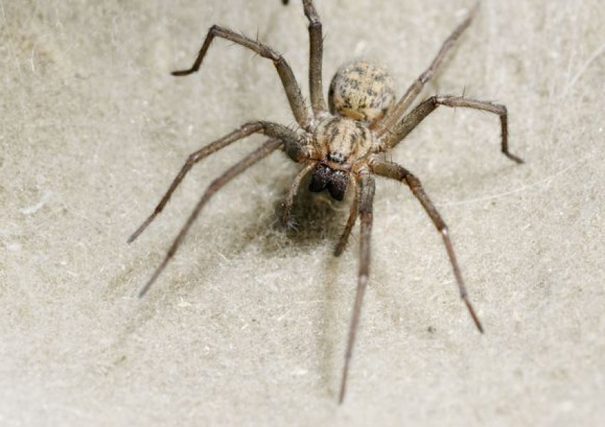 Мъж намери паяк в ухото си, той си правел паяжина (СНИМКИ)