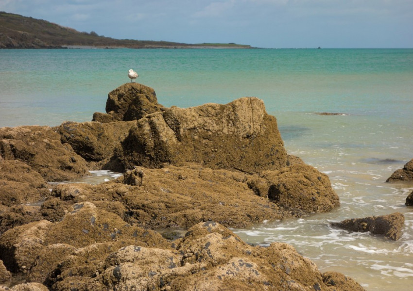 Корнуол се оказа френски