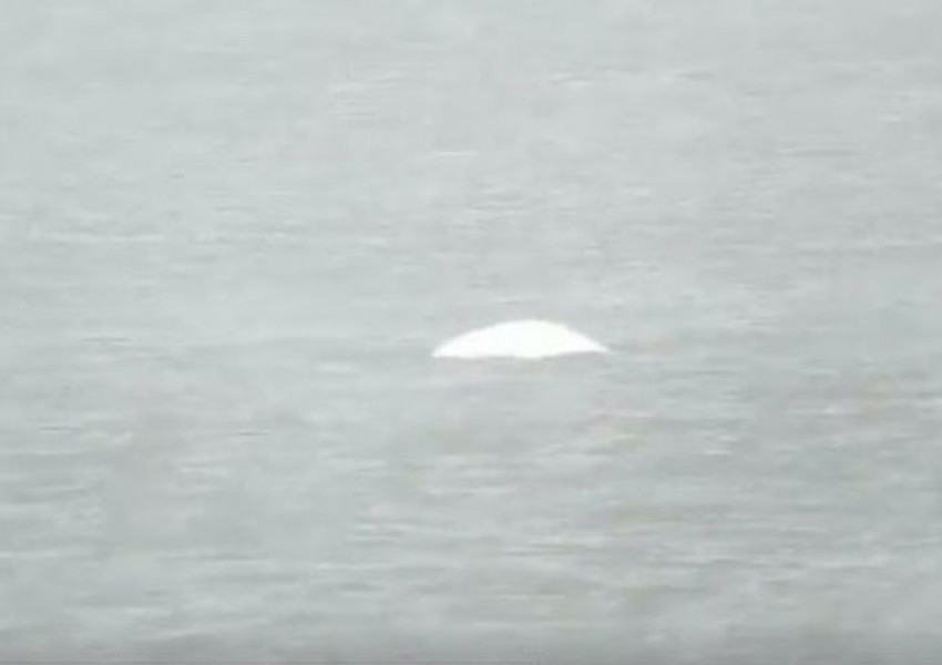 Кит тип "Белуга" е забелязан в Темза