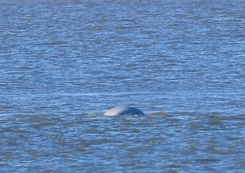 Китът Белуга се приближава към Лондон