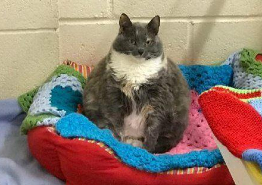 Най-дебелата британска котка си търси дом