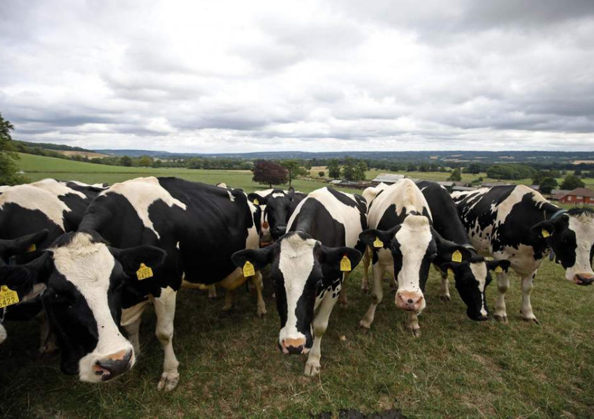 Унищожават още крави заради риск от "луда крава"