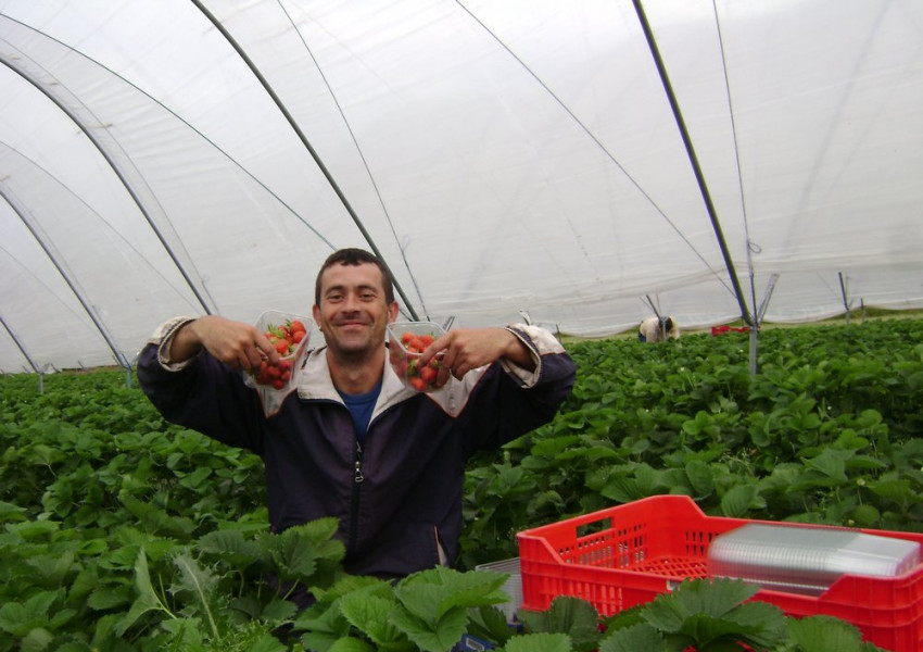 Българин направи една от най-големите ферми за ягоди на Острова