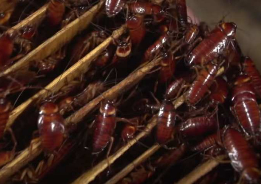 Китай отваря ферми за хлебарки, имали твърде много храна