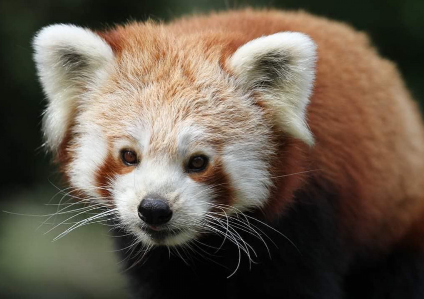 Червена панда избяга от британския зоологическа градина