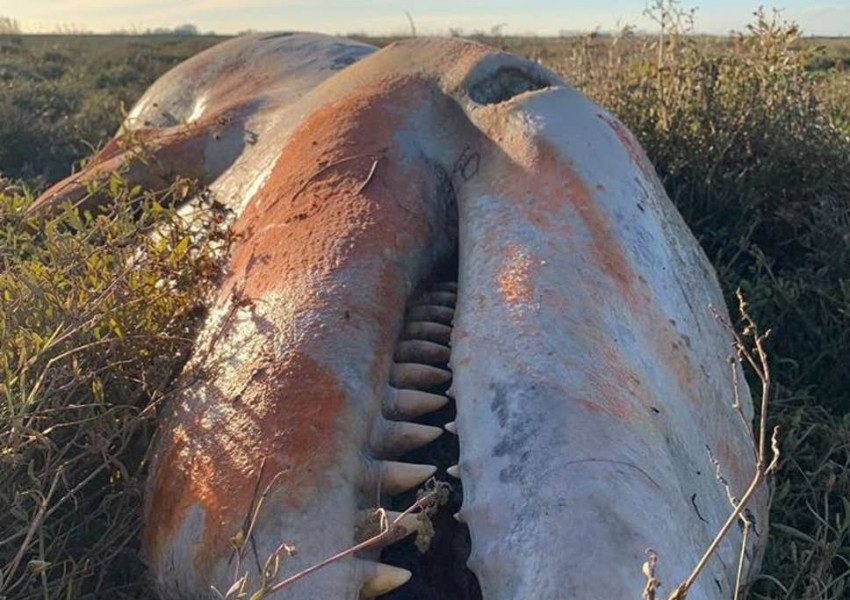 Труп на косатка, пълен с пластмаса изплува на английския бряг