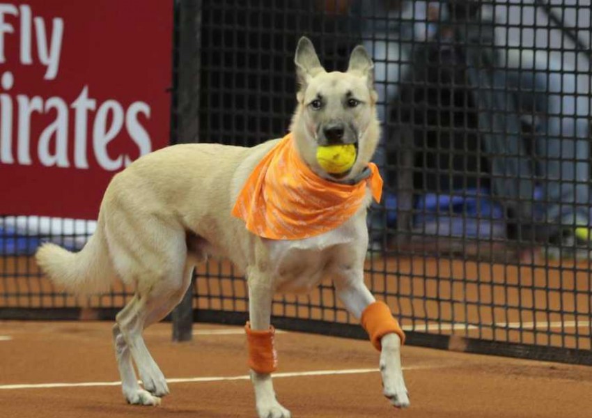 Кучета събират топките на турнира Brazilian Open (СНИМКИ+ВИДЕО)