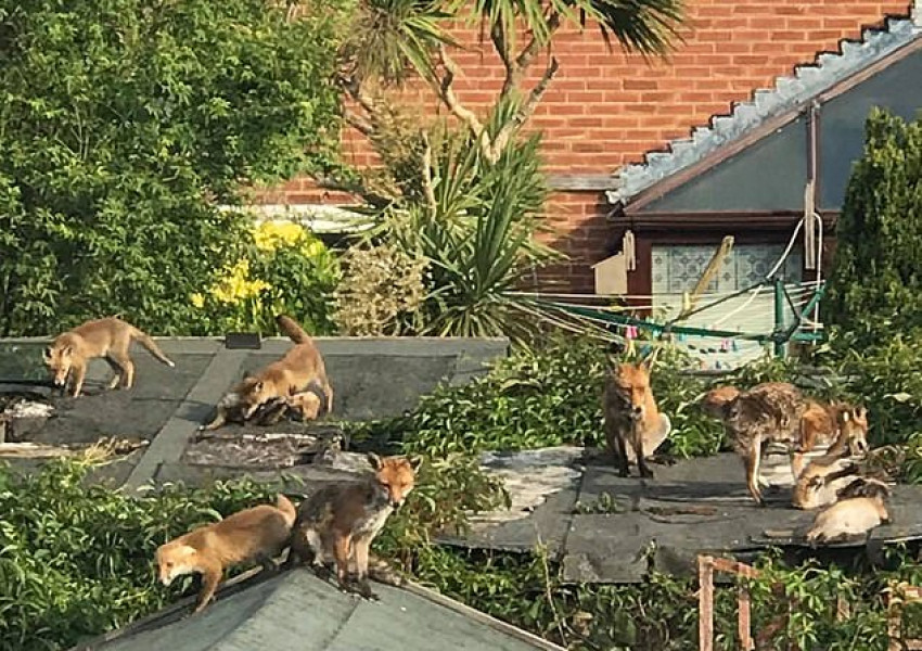 Сладко! Семейство лисици се настаниха в градинска барака в Саутхемптън